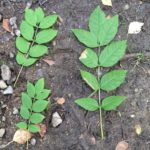 Ash leaves are more variable