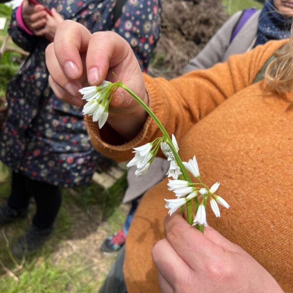 Spring Foraging with Sacred Seeds