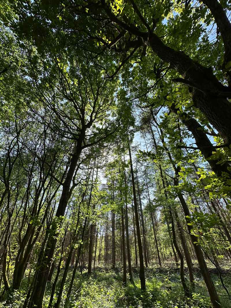 Circle of Life Rediscovery site