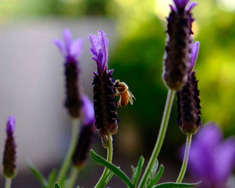 Permaculture space with a bee