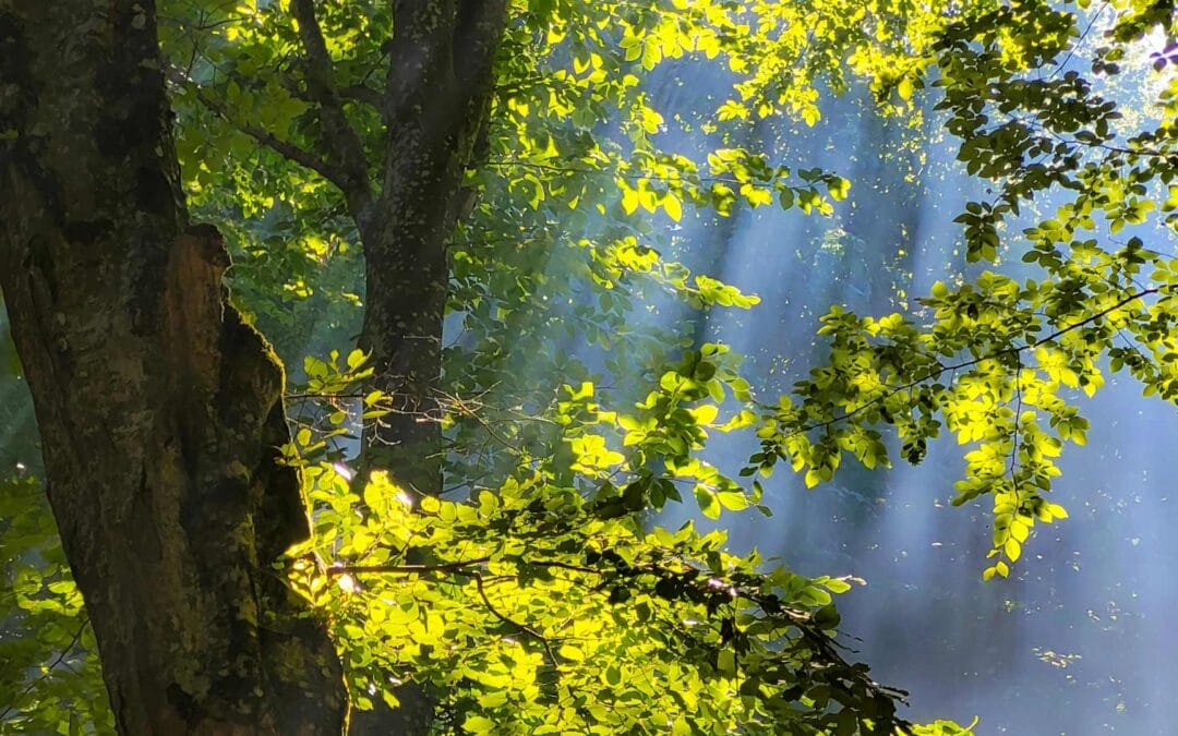 light through forest trees