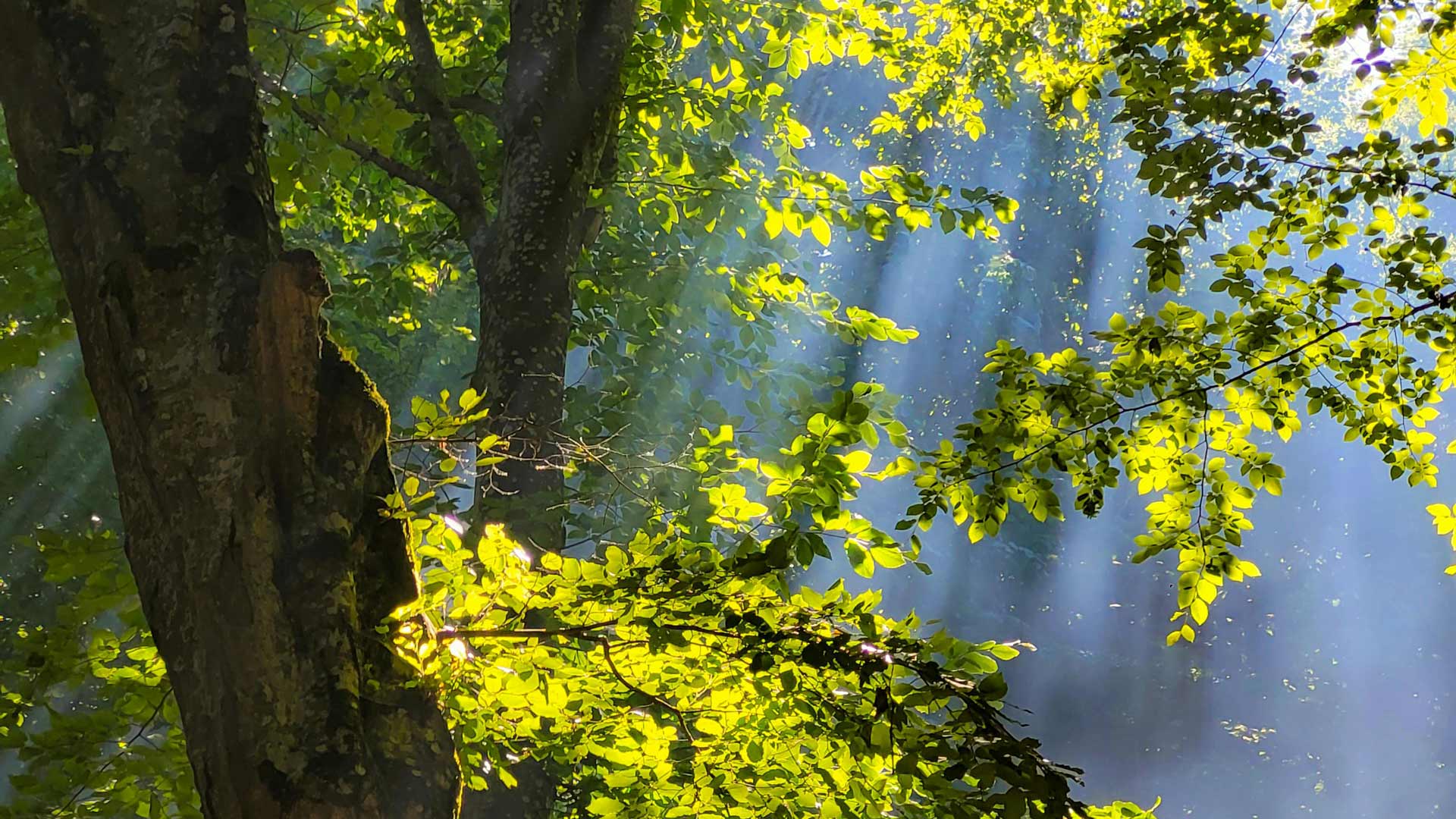 light through forest trees